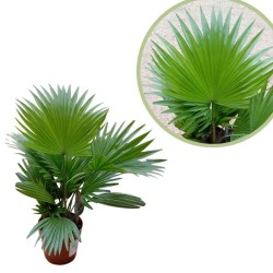 Livistona rotundifolia