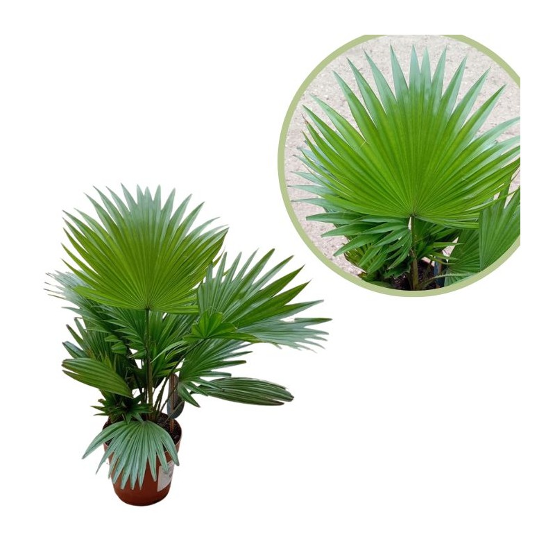 Livistona rotundifolia