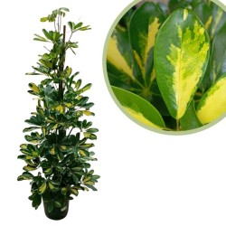 Schefflera Arboricola Gold Capella