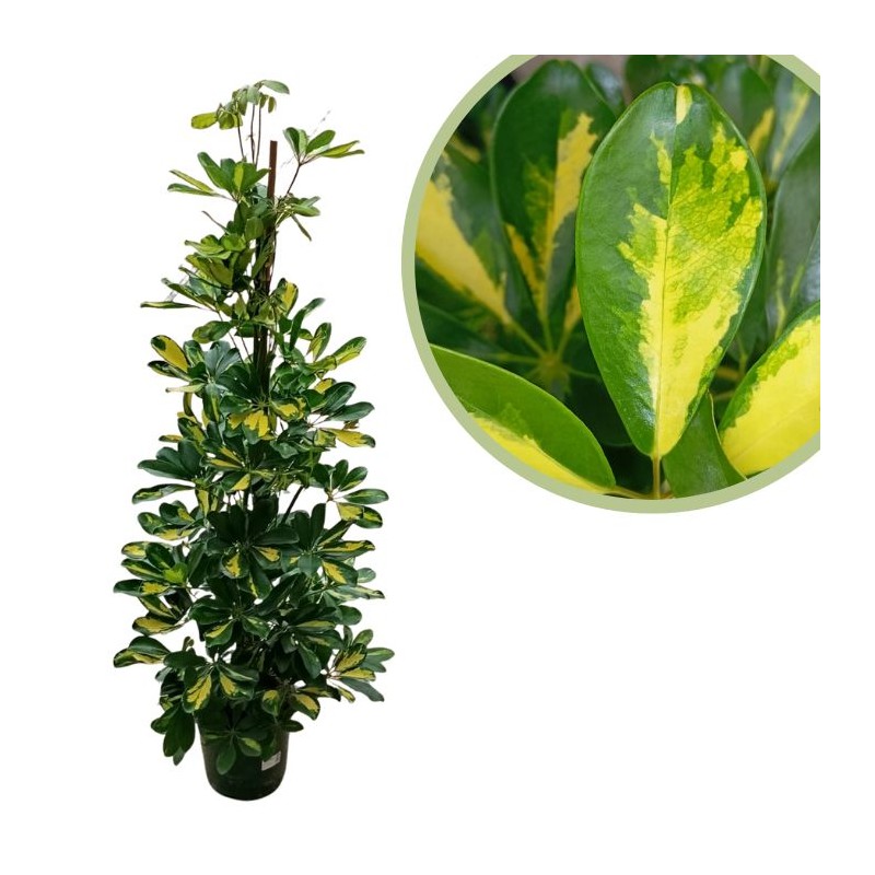 Schefflera Arboricola Gold Capella