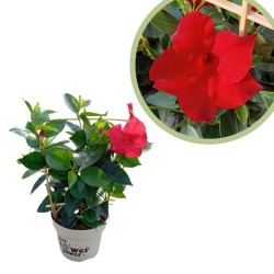 Dipladenia sanderi espaldera