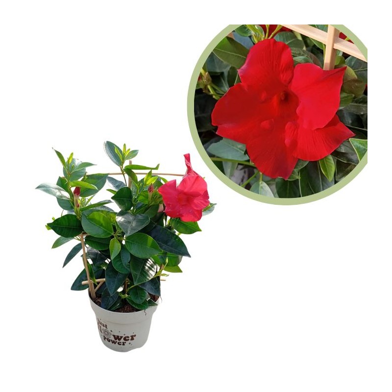 Dipladenia sanderi espaldera