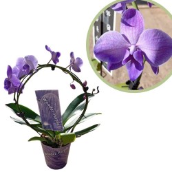 Orquídea phalaenopsis royal arco purple
