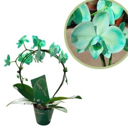 Orquídea phalaenopsis royal arco green