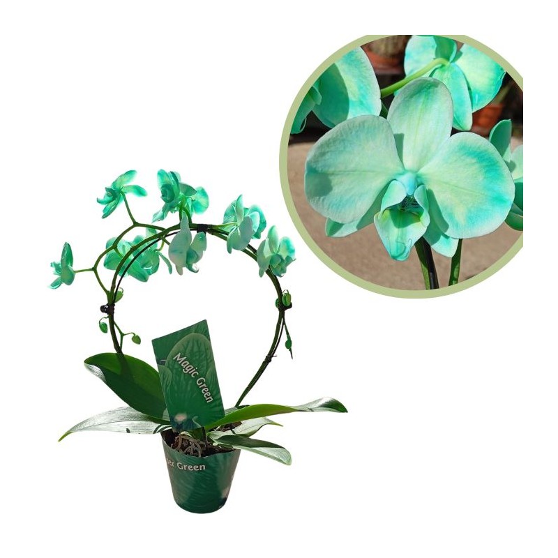 Orquídea phalaenopsis royal arco green