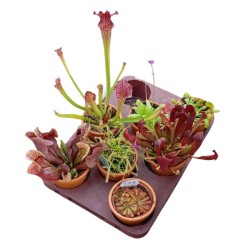 Planta carnivora variada