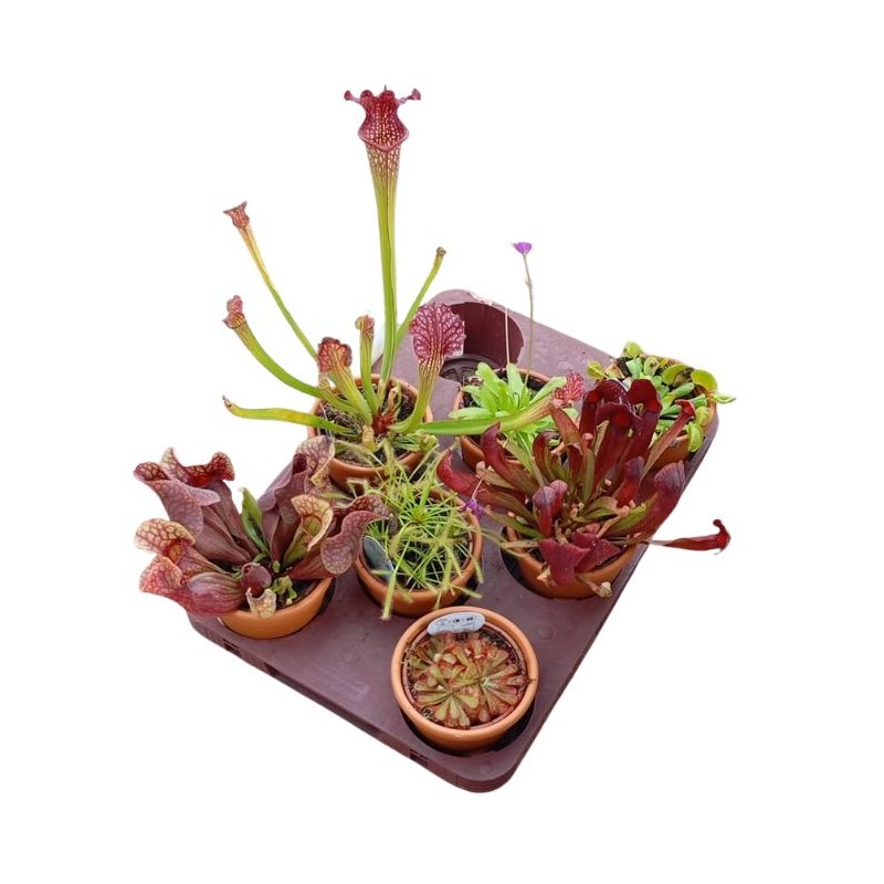 Planta carnivora variada