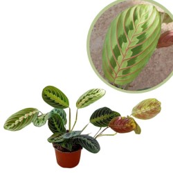 Maranta fascinator