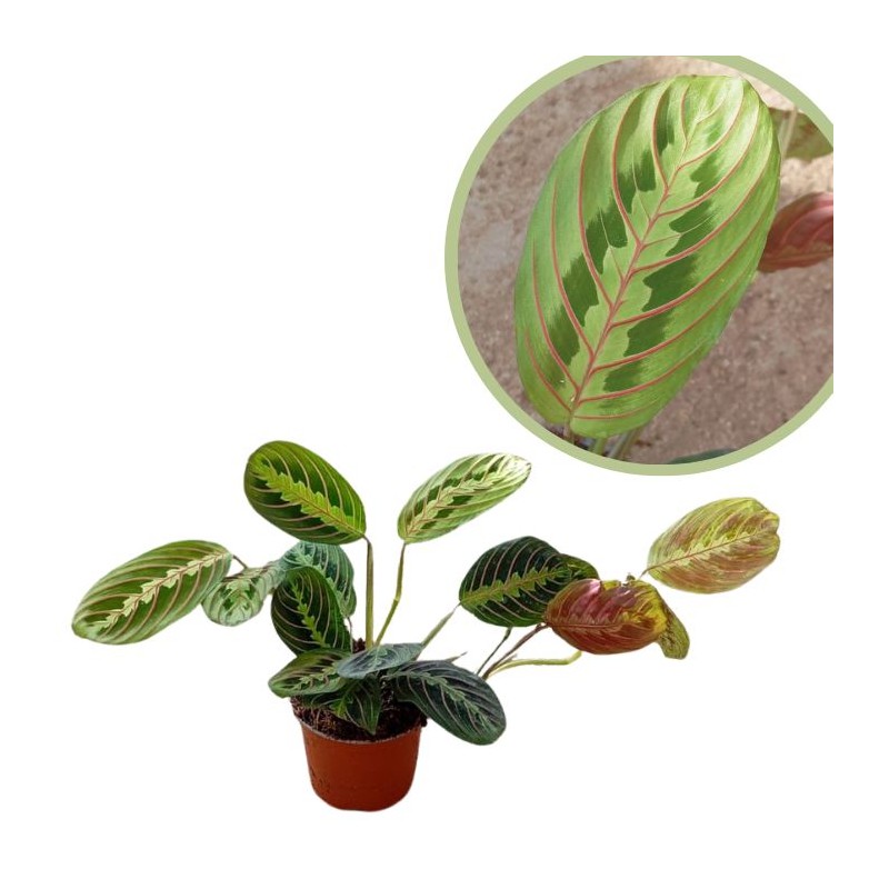 Maranta fascinator
