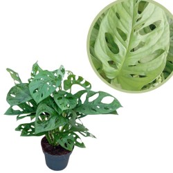 Philodendro monstera obliqua