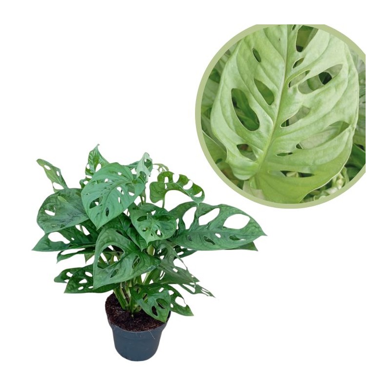 Philodendro monstera obliqua