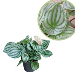 Peperomia argyreia