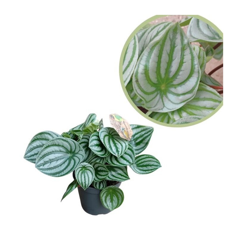 Peperomia argyreia