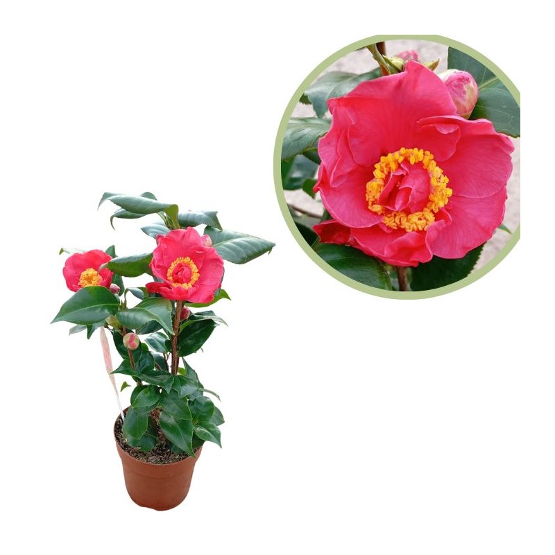 Camelia japónica