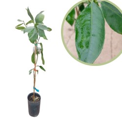 Naranjo washington navel