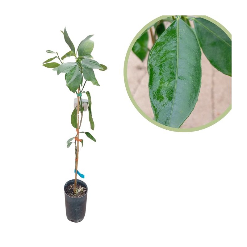 Naranjo washington navel