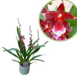 Orquídea burrageara Nelly Isler