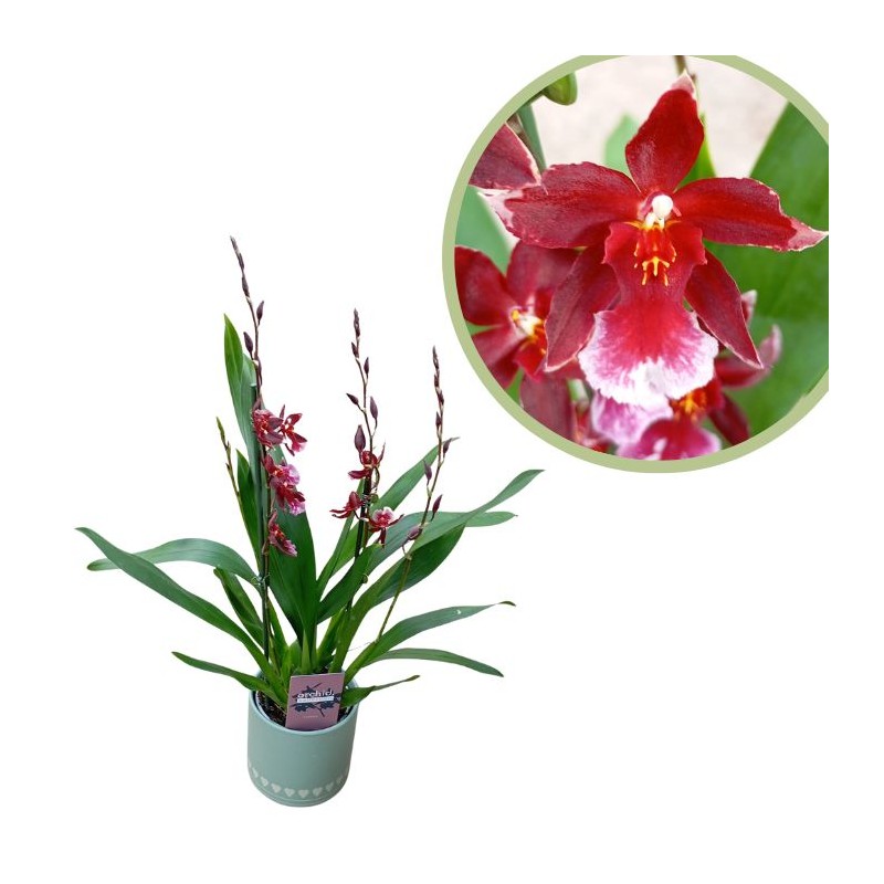 Orquídea burrageara Nelly Isler