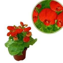 Calceolaria hybrida