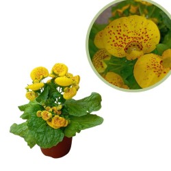 Calceolaria hybrida