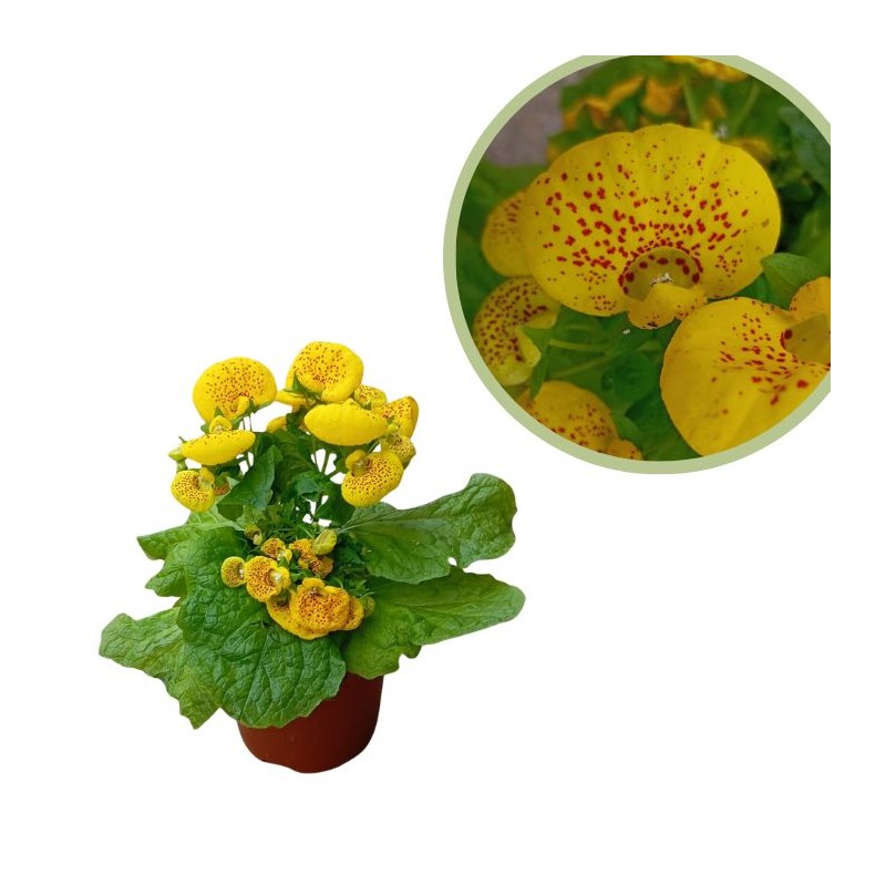Calceolaria hybrida