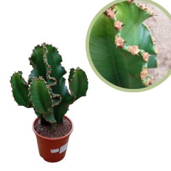 Euphorbia ingens