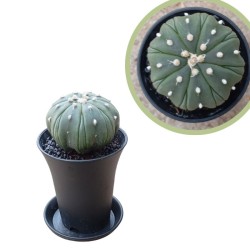 Gymnocalycium mihanovichii...