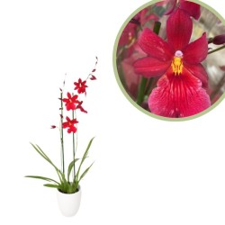 Orquídea cambria nelly isler