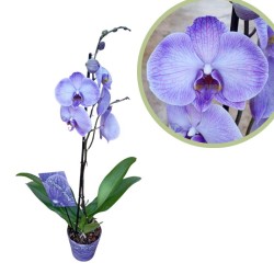 Orquidea phalaenopsis morada