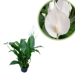 Spathiphyllum sweet chico