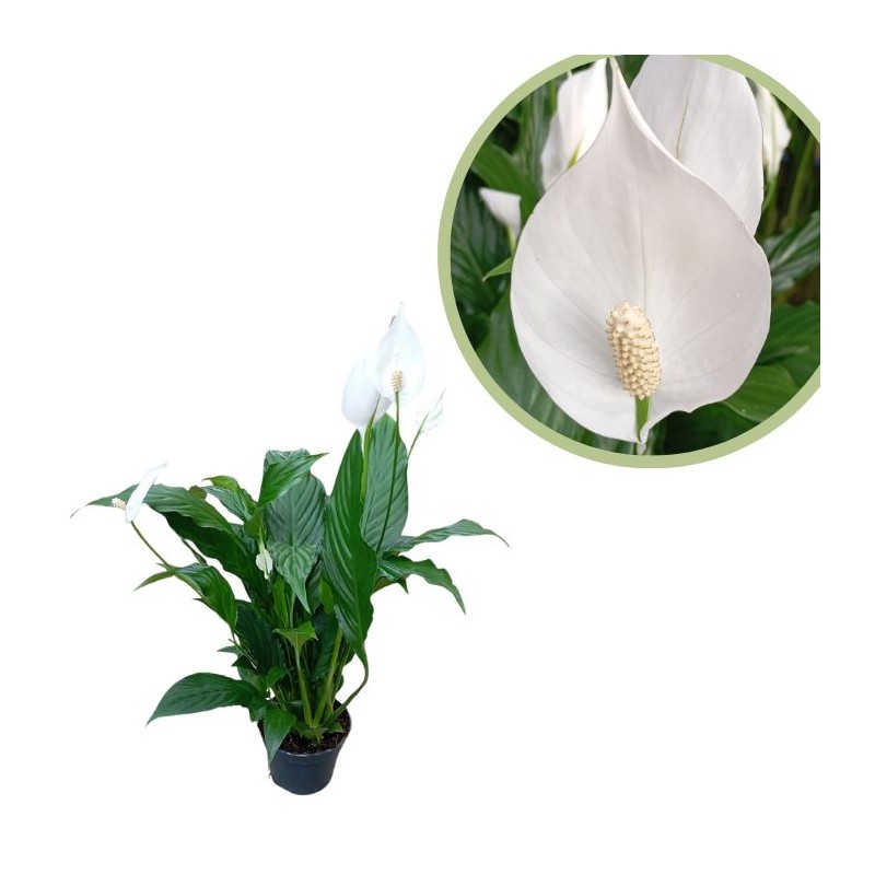 Spathiphyllum sweet chico