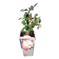 Rosal adolf horstman