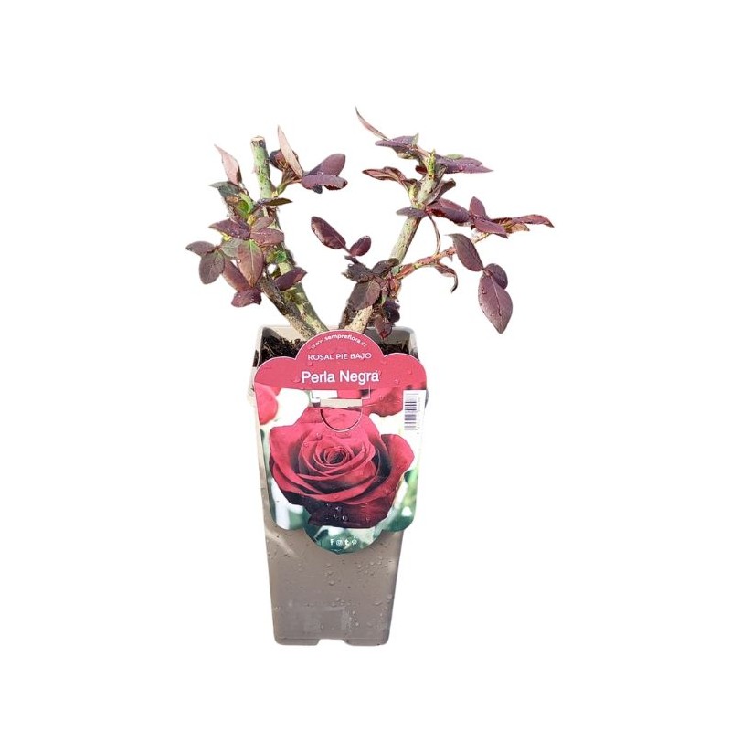 Rosal perla negra