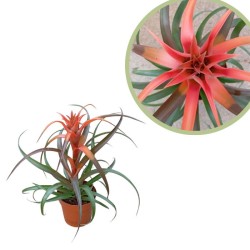 Tillandsia Hermosa