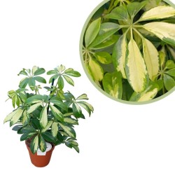 Schefflera Arboricola Gerda