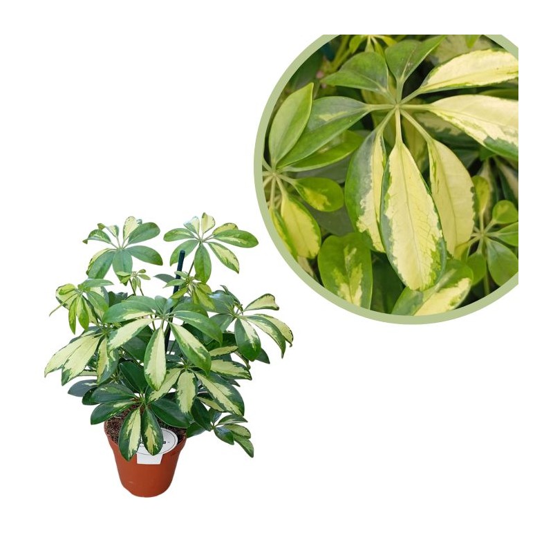 Schefflera Arboricola Gerda