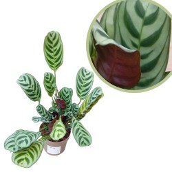 Ctenanthe burle-marxii amagris