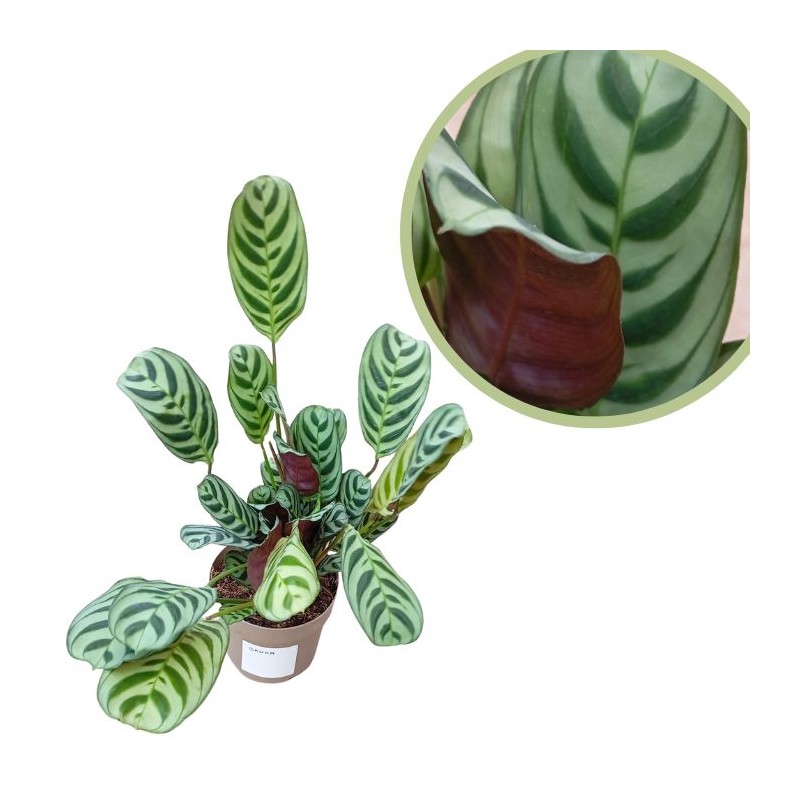 Ctenanthe burle-marxii amagris