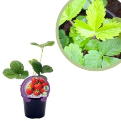 Fresita del bosque Certificado M.P.S