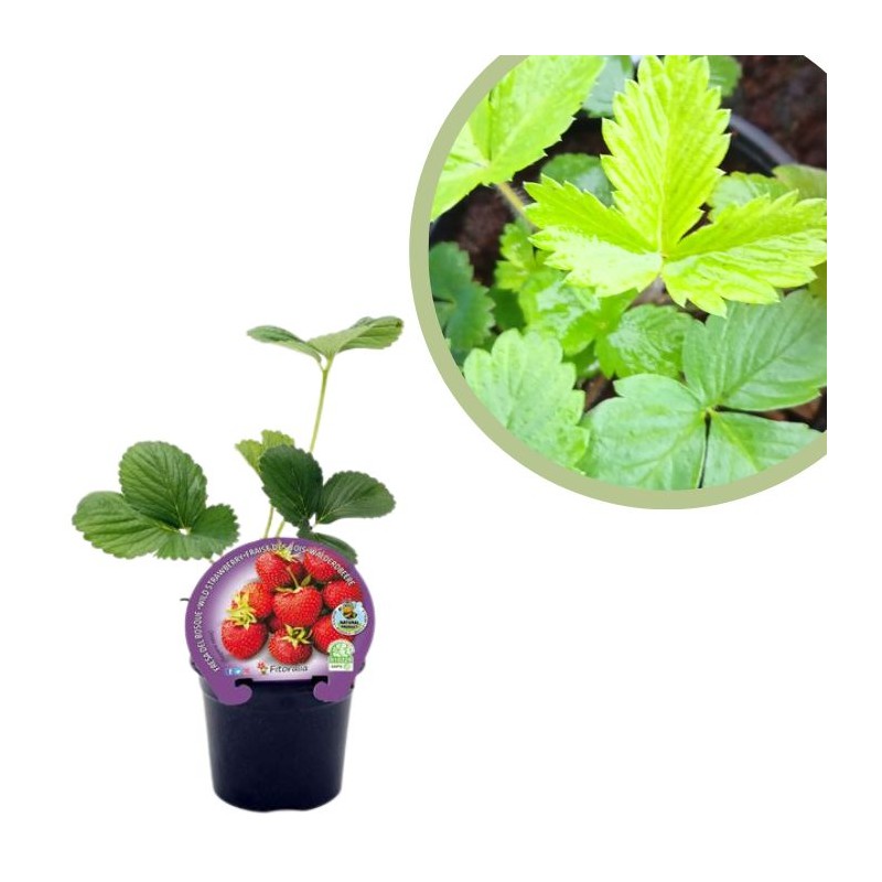 Fresita del bosque Certificado M.P.S