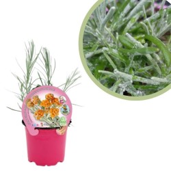 Curry Certificado M.P.S