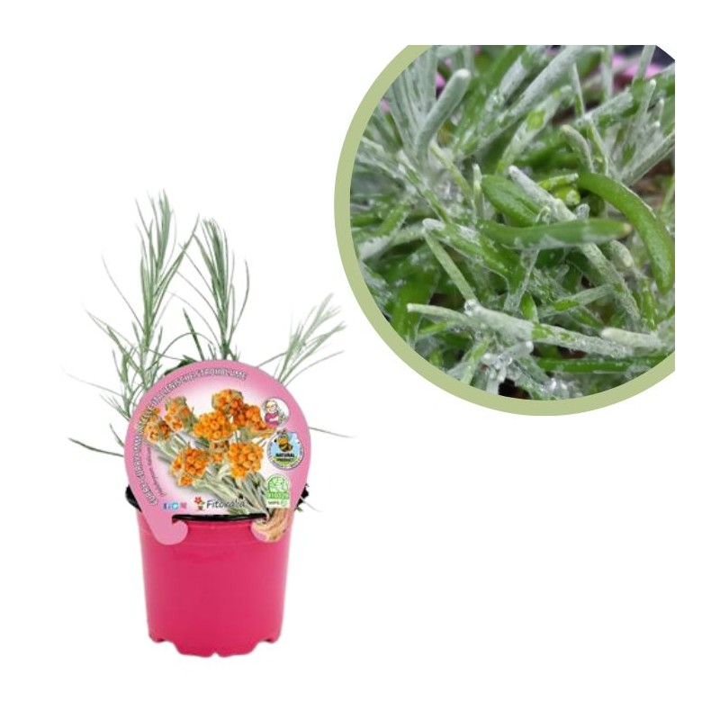 Curry Certificado M.P.S