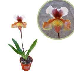 Orquídea paphiopedilum hybrida