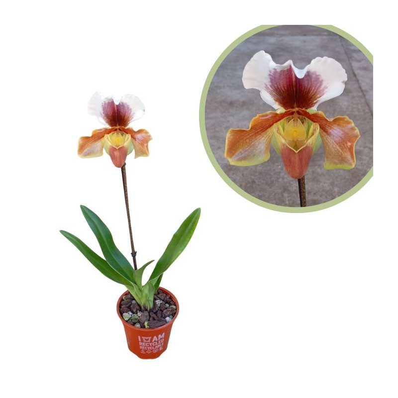 Orquídea paphiopedilum hybrida
