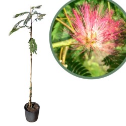 Albizia julibrissin rosea