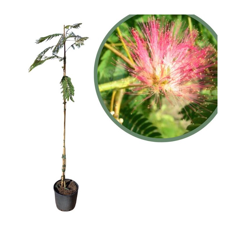 Albizia julibrissin rosea