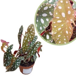 Begonia blad pseudo silver spot