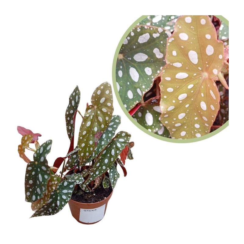 Begonia blad pseudo silver spot