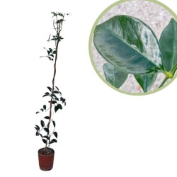 Bignonia Jasminoides