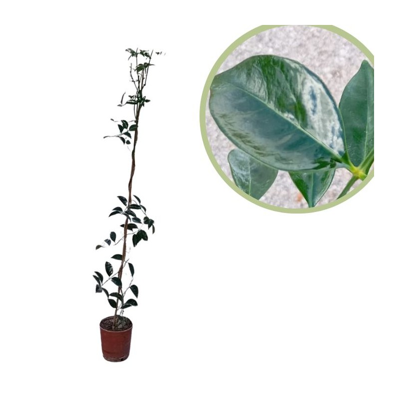 Bignonia Jasminoides